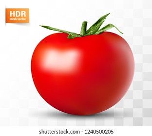 vector red ripe tomato lies on a white background