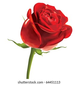 vector red rose