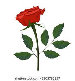 Vector red rose in cartoon style. Color illustration of a rose on a white background. Flowering plant with buds, stem, green leaves.