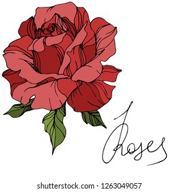 Vector Red rose. Floral botanical flower. Green leaf. Isolated rose illustration element. Black and white engraved ink art.