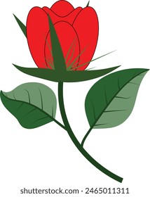 vector red rose flower Design