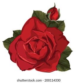 Vector red rose isolated on white background. Vector decorative element. 