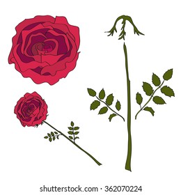 Vector red rose isolated on transparent background which consists of separate parts which can be swapped, deleted or used for assembling bushes of different forms or separate flowers.