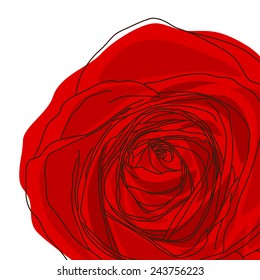Vector red rose  on white background