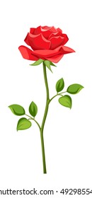 Vector Red Rose With Stem Isolated On A White Background.