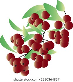 Vector red rowan branch. Bunch of red rowan berries isolated. Rowan branch with green leaves. Vector illustration. Autumn trees.