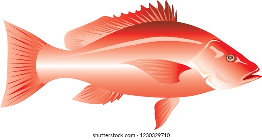 Vector - Red Snapper, Marine Fish