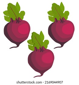 Vector red sugar beet with leaves and tail flat with shadows