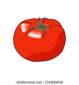 Vector red tomato. Whole fresh tomato vegetable isolated on white background. Food ingredient cartoon doodle drawing. Cute illustration. Healthy vegetarian food for package, decoration