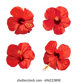 Vector red tropical hibiscus flowers isolated on white background. 