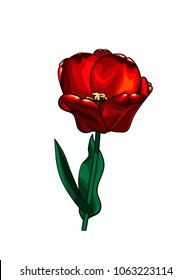 Vector red tulip isolated on the white background