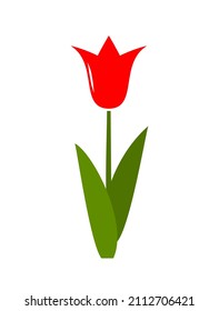 vector red tulip isolated on white background