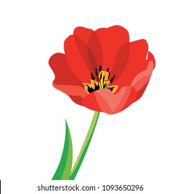 Vector red tulip on the white background 