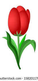 vector of red tulip that has been picked