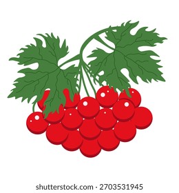 Vector red viburnum isolated white background. Vector illustration of ideal bunch of viburnum berry template design. EPS 10