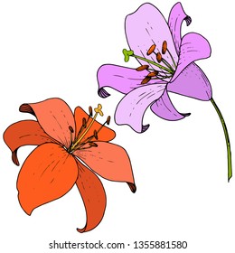 Vector Vector Rojo y Flor Botánica Floral Lirio Violeta. Flor silvestre de hojas de primavera silvestre. Arte con tinta grabada sobre fondo blanco. Elemento de ilustración de litio aislado.