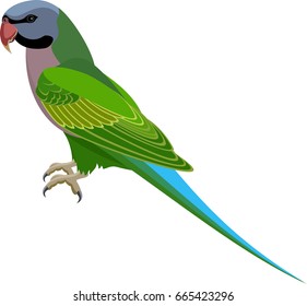 vector Red-Breasted Parakeet parrot