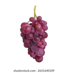 A vector reddish purple grapes on a white background.