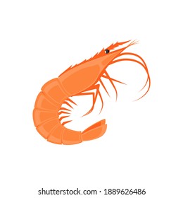 Vector of a reddish-orange cooked crustacean shrimp from astaxanthin after cooked