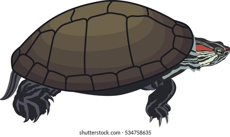 vector Red-eared slider turtle