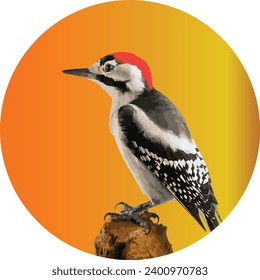 Vector of a red-headed woodpecker with an orange gradient circle background