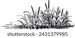 Vector reed grass and cattail, sketch. Black and white illustration of riverside.