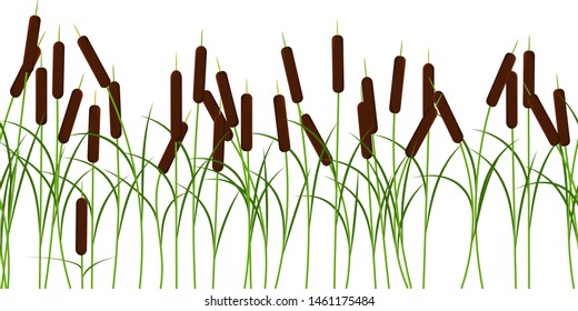Vector reed stems plant seamless pattern on white background