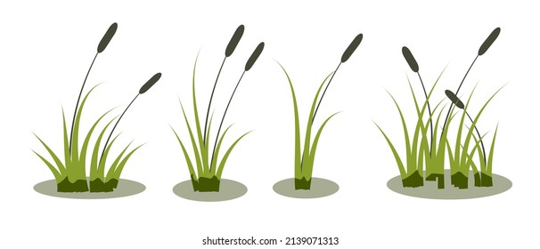 Vector Reeds Set, Cattails Isolated On Water