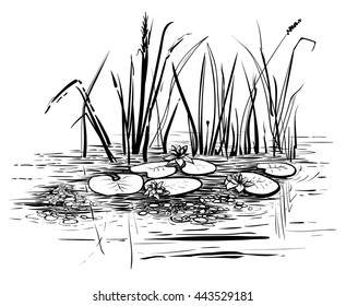 Vector reeds and water lilies. Scene with lotus in the pond illustration. Black and white graphic art line.