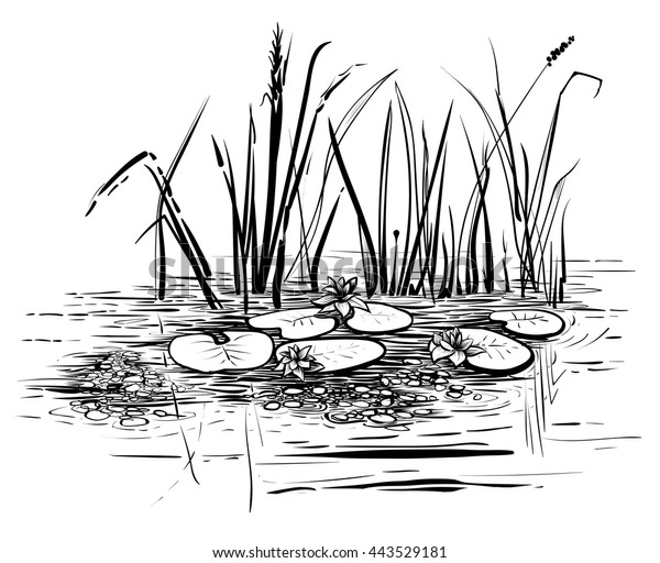 ベクターアシとウオリ 池の中の蓮のあるシーンのイラスト 白黒のグラフィックアートライン のベクター画像素材 ロイヤリティフリー