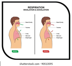 VECTOR - Respiration (Inhalation & Exhalation)