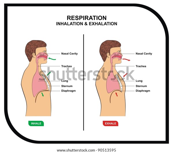 Vector Respiration Inhalation Exhalation Stock Vector (Royalty Free ...