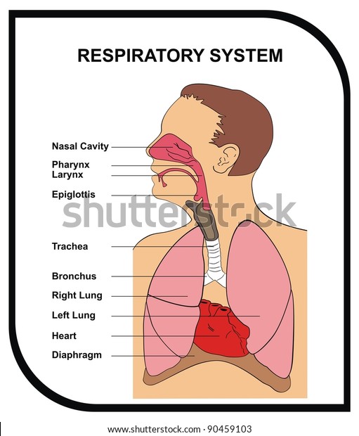 Vector Respiratory System Stock Vector (Royalty Free) 90459103