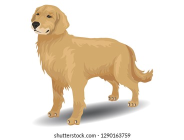 vector retriever dog illustration. vector of dog breeds collection