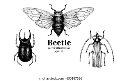 Vector retro hand drawn beetle set. Bug, dor, dorr, insect on a white background. Retro illustration svg