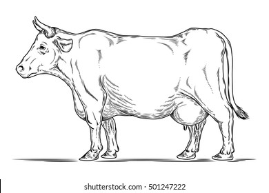 Vector retro illustration of a cow.