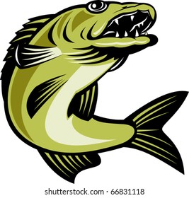 Vector Retro Illustration Of A Walleye Fish Jumping Isolated On White