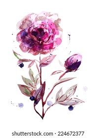 Vector RGB watercolor hand drawn isolated peony