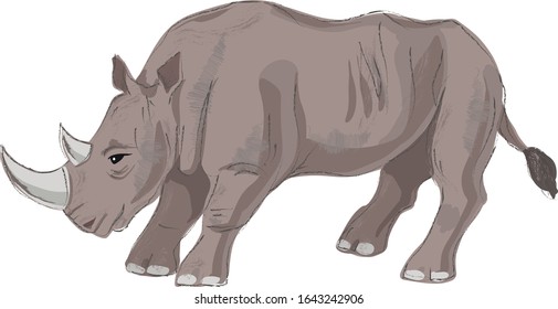 vector rhino drawing on a white background