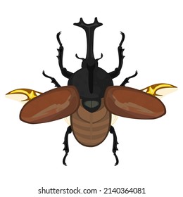 Vector, Rhinoceros beetle, Hercules beetle, Unicorn beetle, horn beetle, male on white background