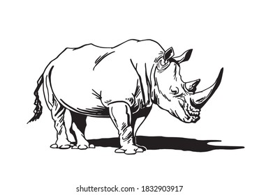 Vector  rhinoceros isolated on white, graphical illustration