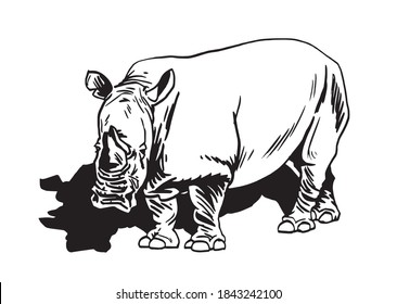 Vector Rhinoceros Isolated On White Vector Stock Vector (Royalty Free ...