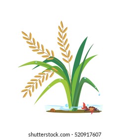 Vector of rice and field crab, snail.