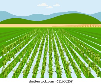 Vector Rice Field And Mountain Background
