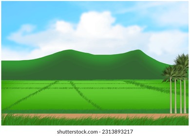 Vector of rice fields background.