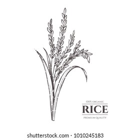 Vector Rice Hand Drawn Sketch Sketch Stock Vector (Royalty Free ...