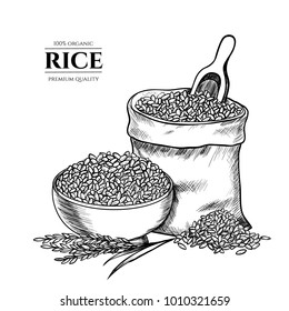 Vector rice hand drawn sketch .  Sketch vector  illustration. Vintage style