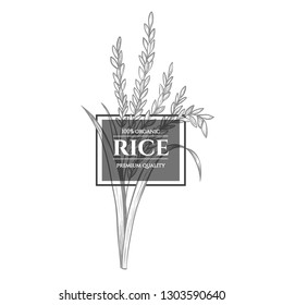 Vector rice hand drawn sketch .  Sketch vector  illustration. Vintage style