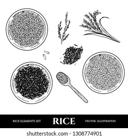 Vector rice hand drawn sketch .  Sketch vector  illustration. Vintage style