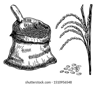 Vector rice hand drawn sketch . Rice plant hand drawn. Sketch vector illustration. Vintage style